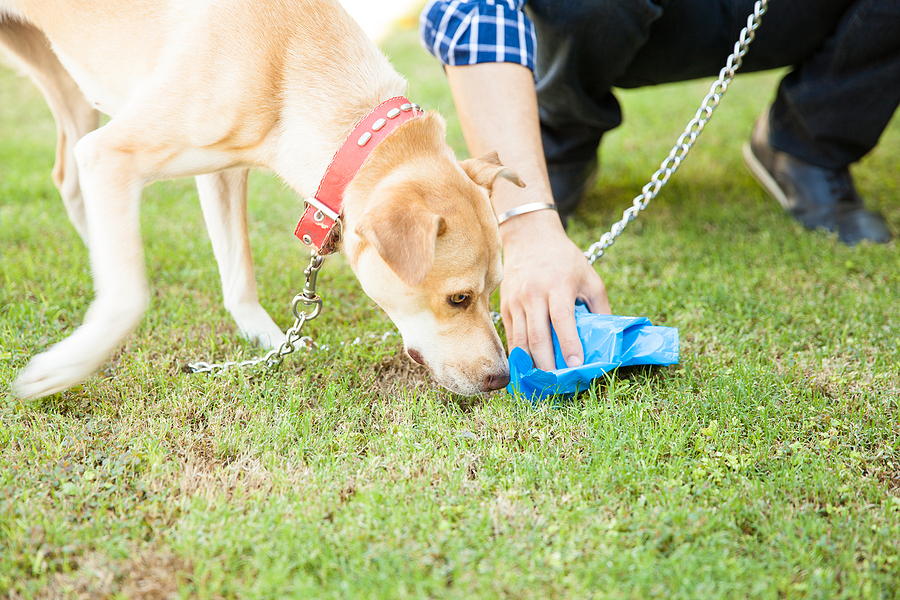 Should Your HOA Utilize Dog Poop DNA?
